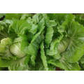 Heat oriental mustard Chinese mustard Gaichoy cabbage vegetable seeds